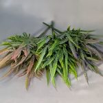 Б1348 Букет конопли