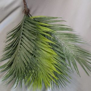 В2619 Куст пальмы 9в.