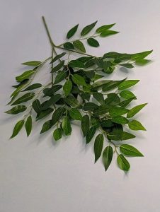 В2895 Ветка лавра 15в.