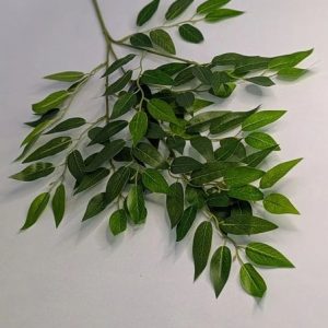 В2895 Ветка лавра 15в.