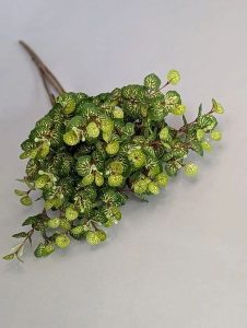 Б2882 Букет фиттония 15в.