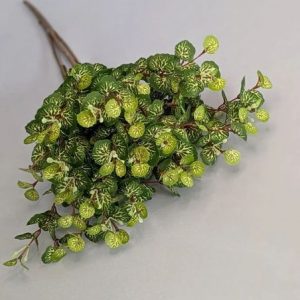 Б2882 Букет фиттония 15в.