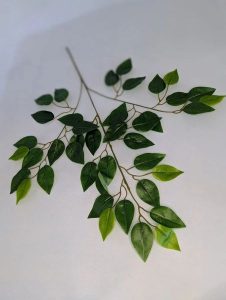 В1757 Ветка фикуса.