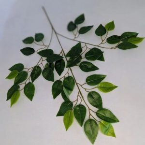 В1757 Ветка фикуса.