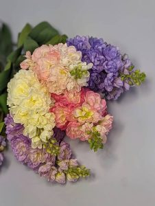 В2136 Ветка маттиолы h-80см.