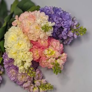 В2136 Ветка маттиолы h-80см.